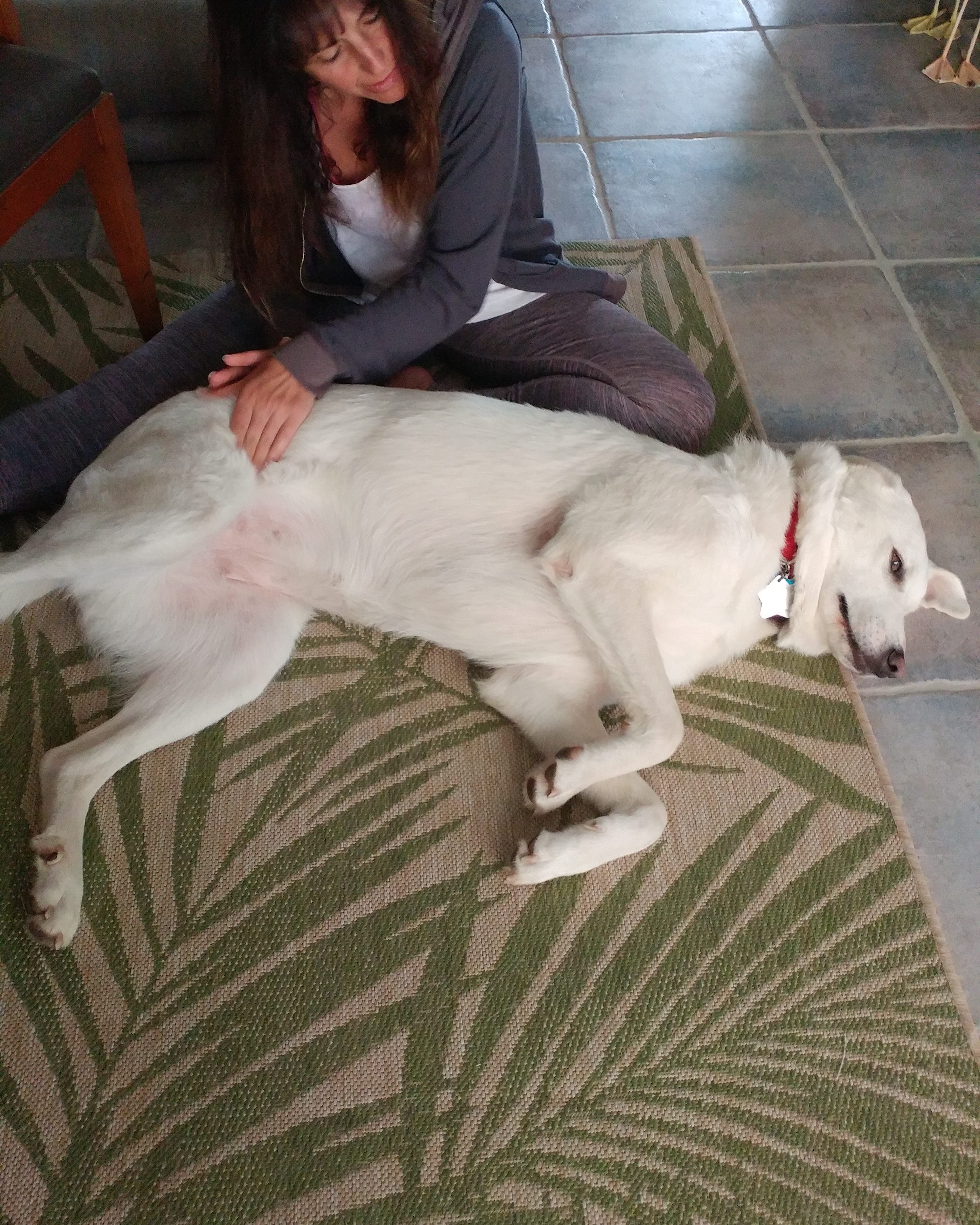 Nedra performing acupressure on a white dog lying on a rug