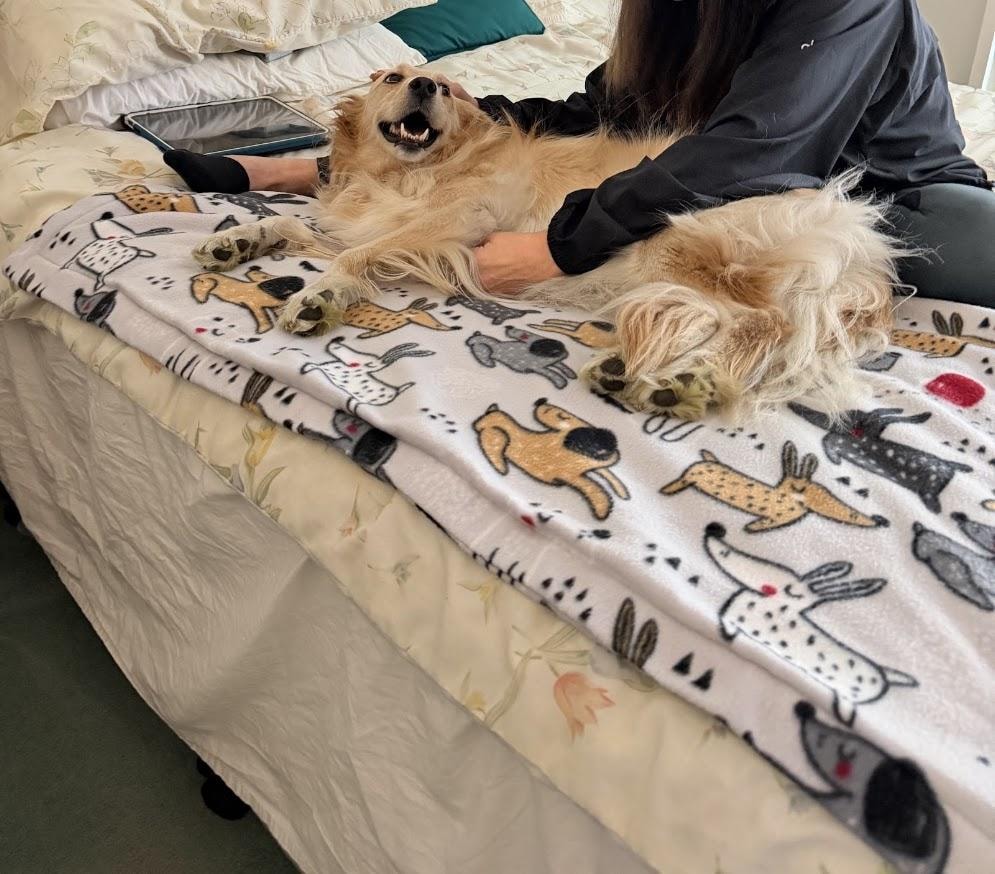 Golden retriever enjoying an acupressure session