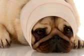 Dog stressed by fireworks