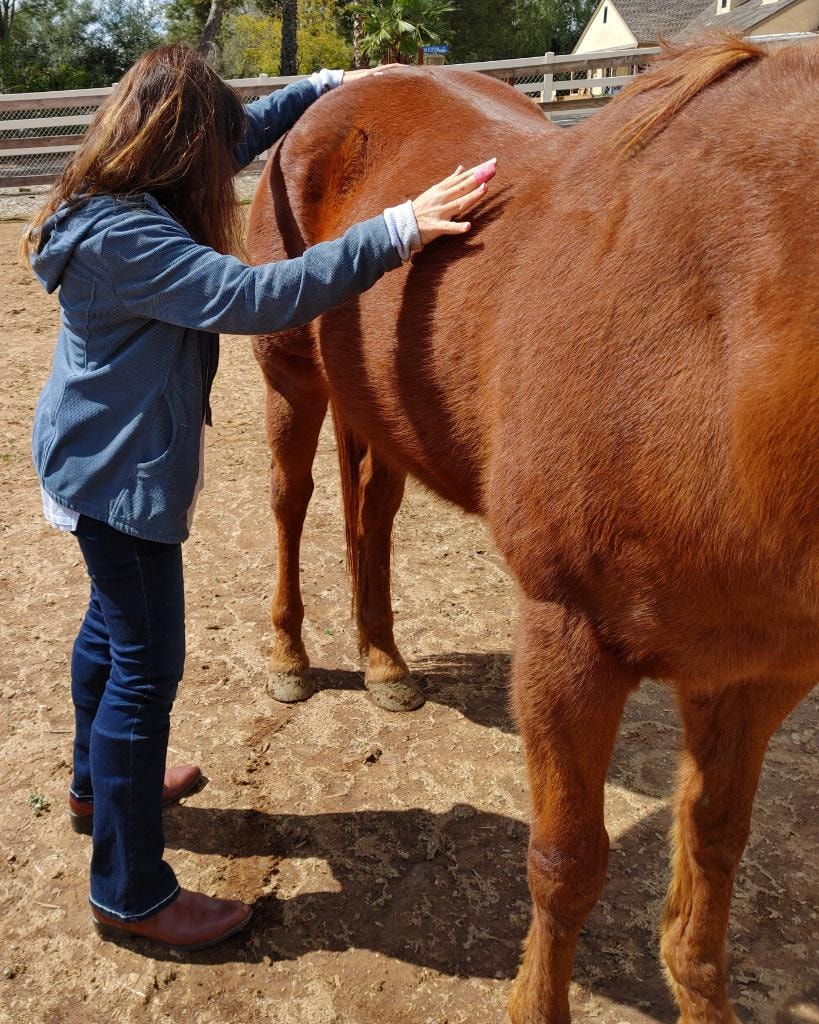 Nedra performing Reiki on a brown horse outdoors