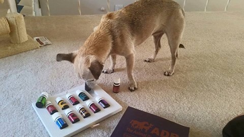 Essential Oils Heal and Prevent Dogs From Licking - Animal Intuition